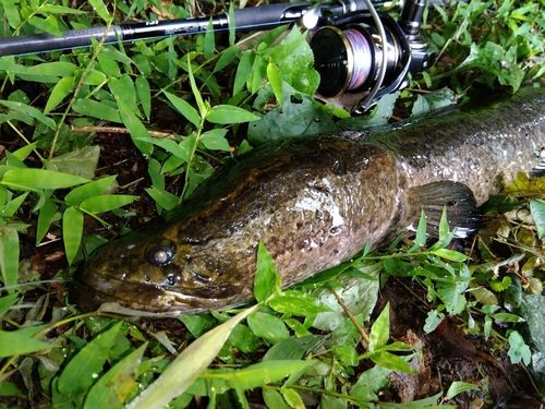 ライギョの釣果