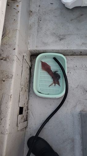 ケンサキイカの釣果