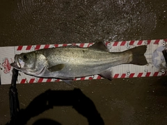 ヒラスズキの釣果