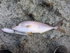 ショゴの釣果