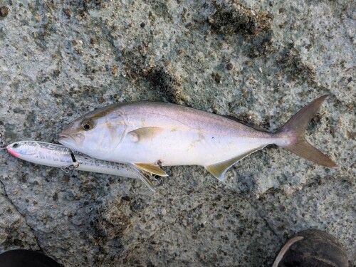 ショゴの釣果