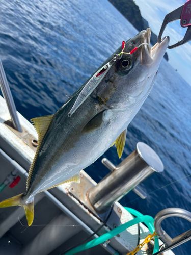 ヒラマサの釣果