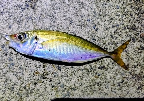 マアジの釣果