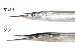 ダツの釣果