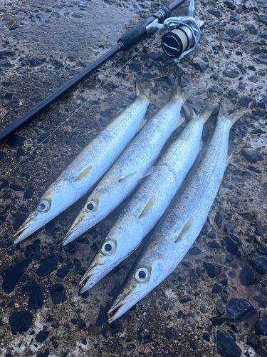 カマスの釣果