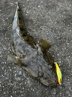 マゴチの釣果