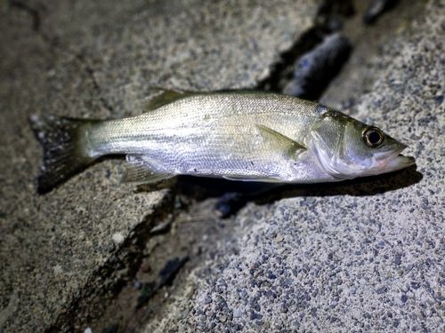 セイゴ（マルスズキ）の釣果