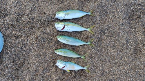 ワカシの釣果