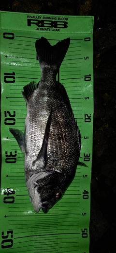 チヌの釣果