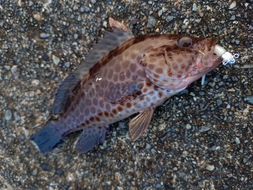 オオモンハタの釣果