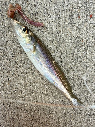 シロギスの釣果