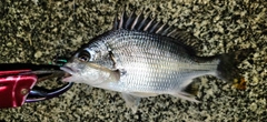 キビレの釣果