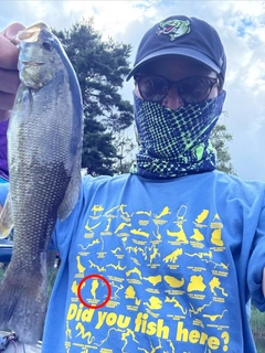 スモールマウスバスの釣果