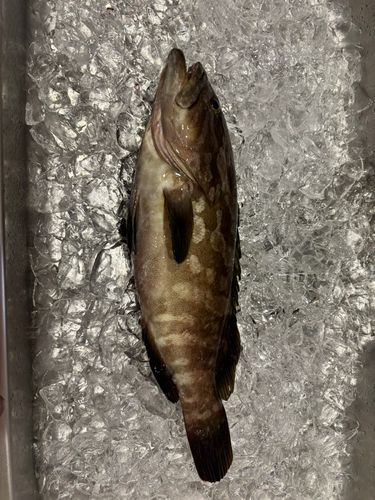 クエの釣果
