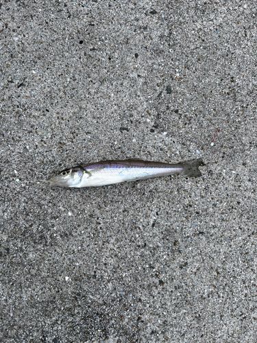 キスの釣果