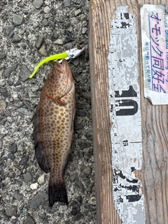 オオモンハタの釣果