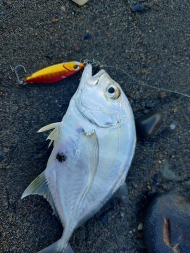 メッキの釣果