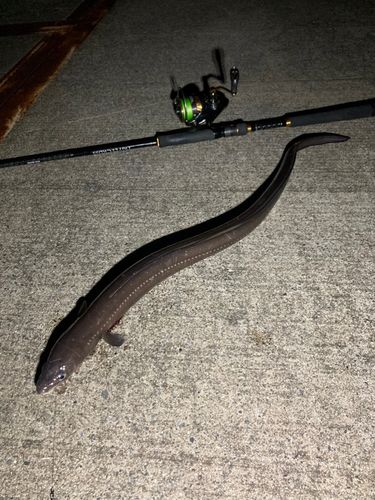 マアナゴの釣果