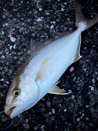 ネリゴの釣果