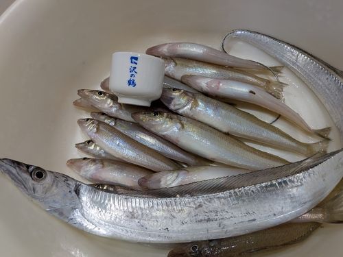 キスの釣果
