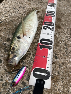 マルアジの釣果
