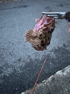 カサゴの釣果
