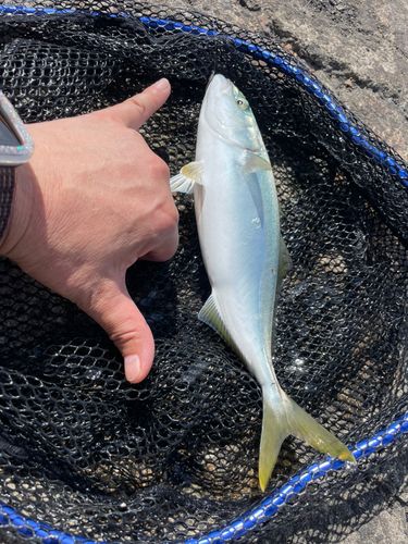 ワカシの釣果