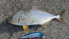 ショゴの釣果