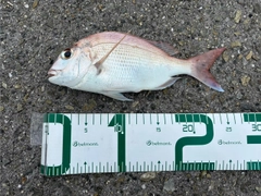 タイの釣果