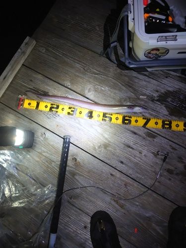 アナゴの釣果