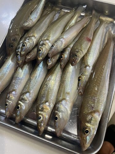 キスの釣果