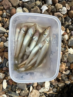 シロギスの釣果