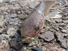 トカゲエソの釣果