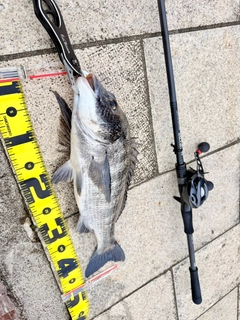 クロダイの釣果