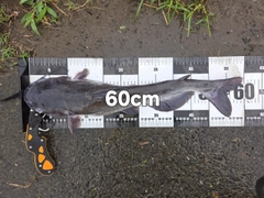 アメリカナマズの釣果