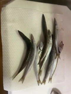 カマスの釣果