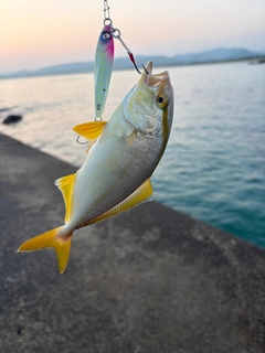 ネリゴの釣果