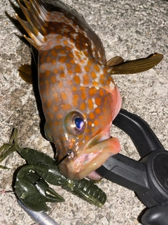 キジハタの釣果