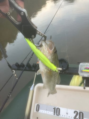 ブラックバスの釣果