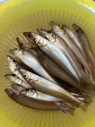 シロギスの釣果