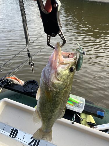 ブラックバスの釣果
