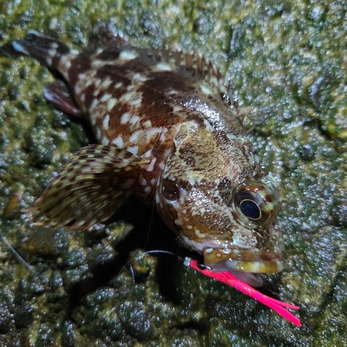 カサゴの釣果