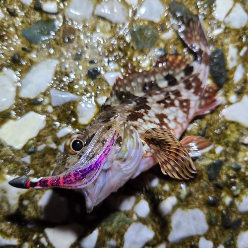 カサゴの釣果