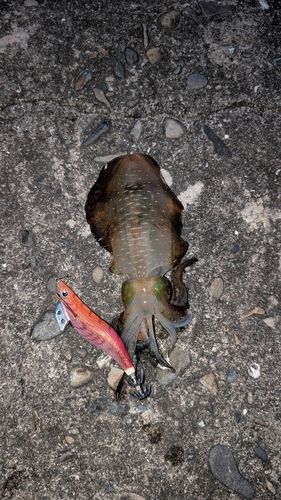 アオリイカの釣果