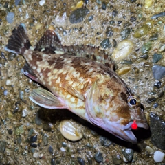 カサゴの釣果