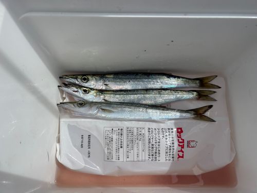 アカカマスの釣果