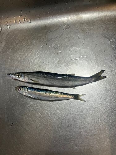 カマスの釣果