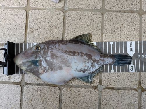 ウマヅラハギの釣果