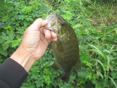 スモールマウスバスの釣果