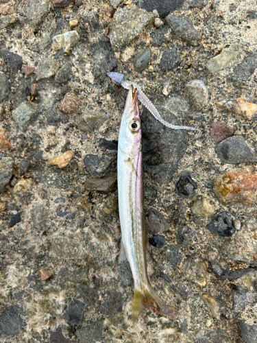 カマスの釣果